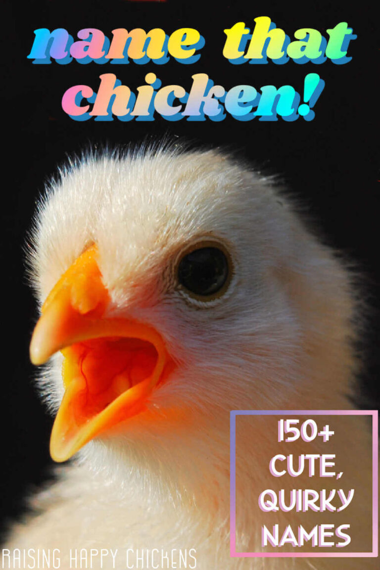 Top Names for Your New Girl Chicken From Classic to Cute