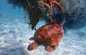 Why Do Red Eared Sliders Like to Be Underwater?