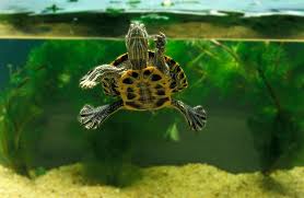 How to Set Up a Red Eared Slider Turtle’s Enclosure